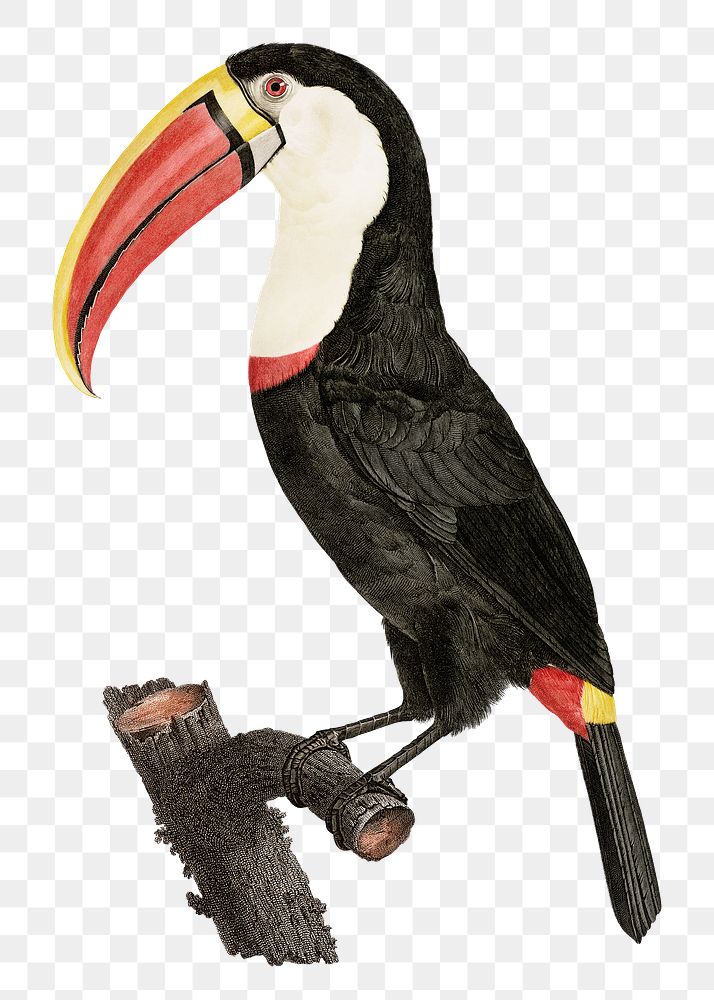 Vintage Toucan bird sticker png hand drawn