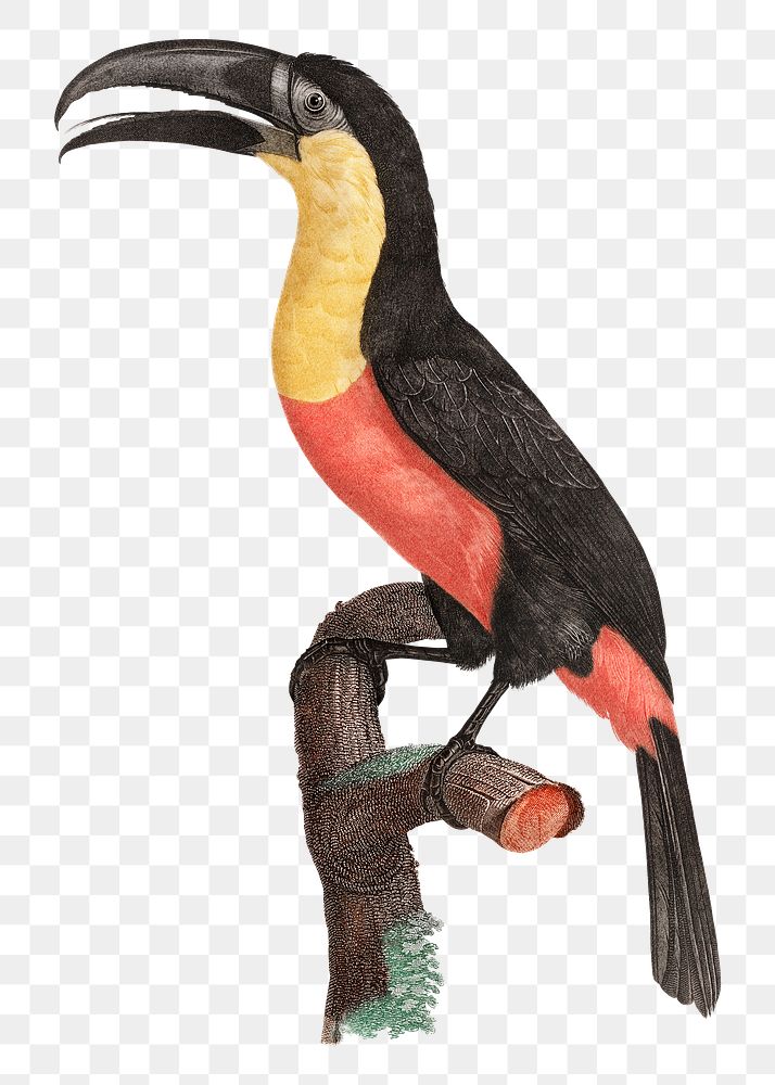 Vintage green billed toucan bird hand drawn png animal sticker