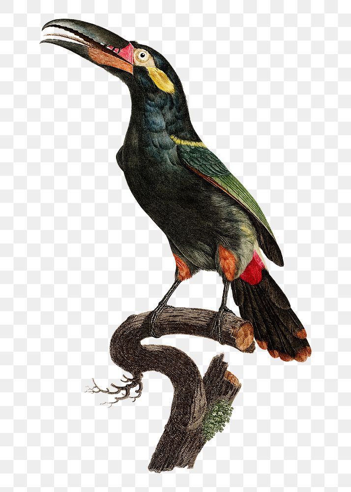 Black necked Aracari bird png vintage drawing illustration