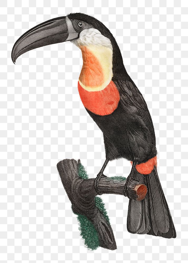 Vintage green billed toucan bird illustration png