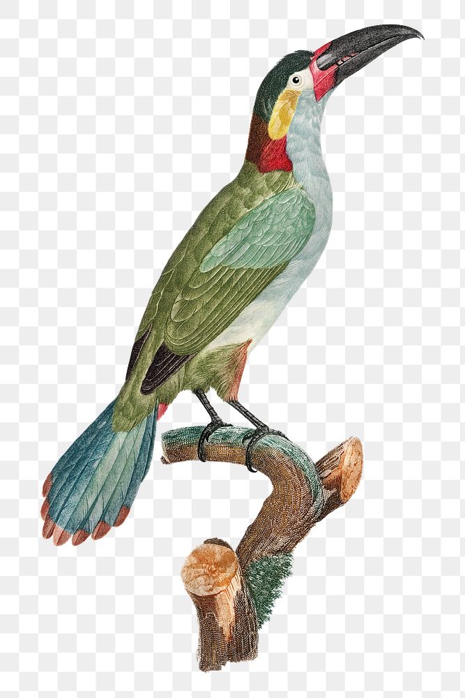 Vintage black necked Aracari bird hand drawn png animal sticker