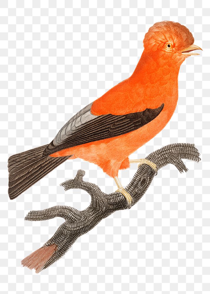Vintage Andean cock of the rock bird png animal sticker