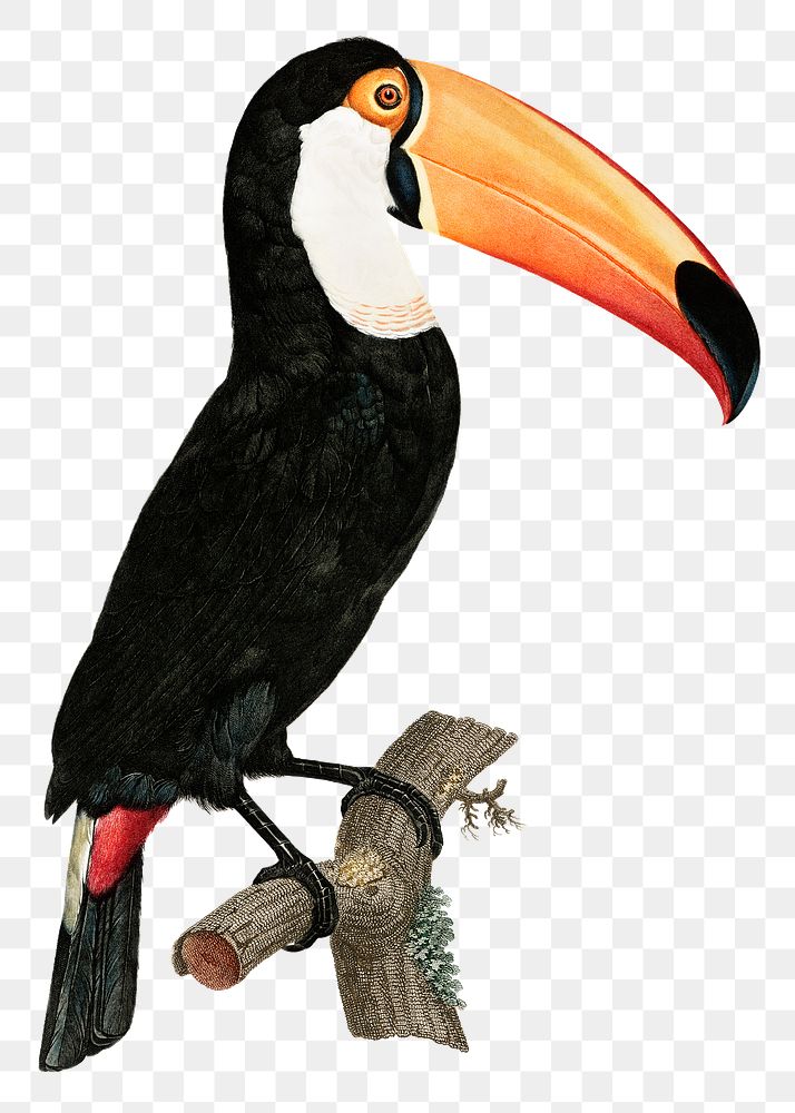 Vintage Toco toucan bird sticker png hand drawn