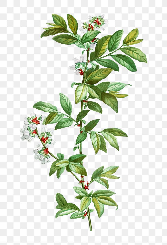 Vaccinium Amoenum Plant Transparent Png Free Png Sticker Rawpixel