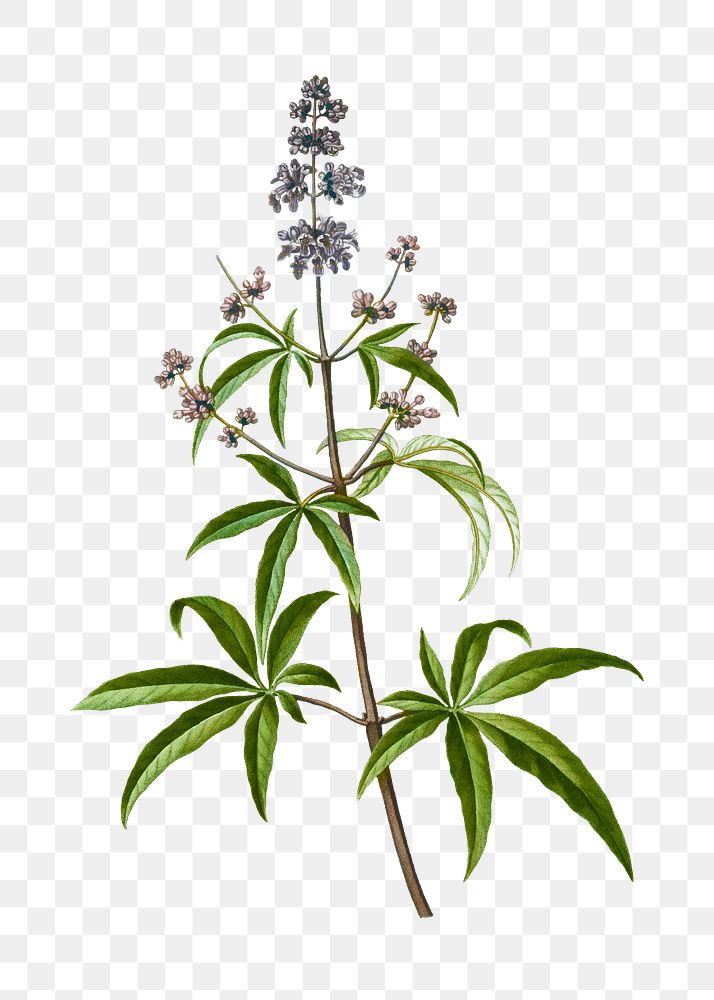 Blooming Chaste Tree Transparent Png Free Png Sticker Rawpixel