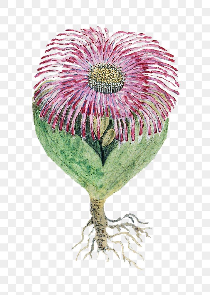 Mesembryanthemum testiculare png vintage flower illustration set, remixed from the artworks by Robert Jacob Gordon