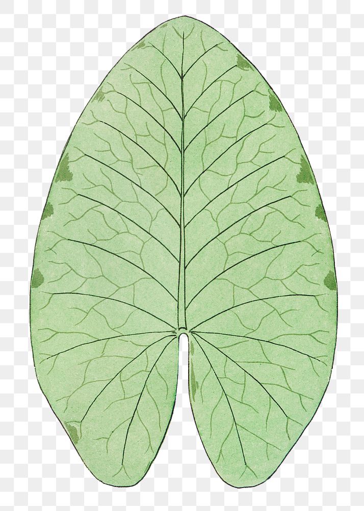 Vintage leaf transparent png design element