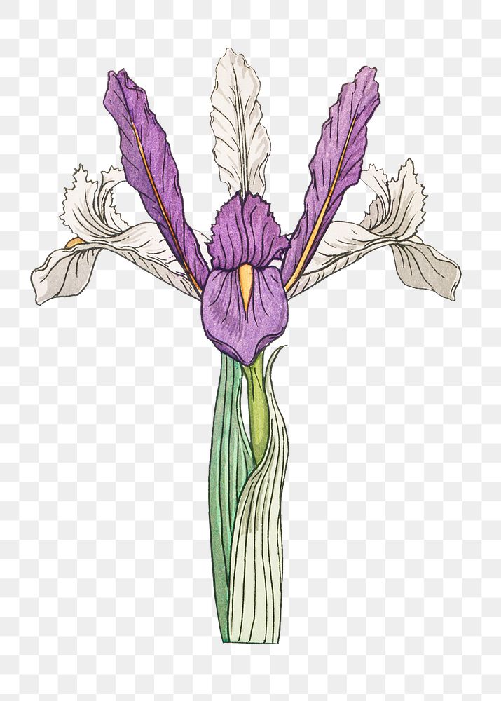 Vintage iris flower transparent png design element