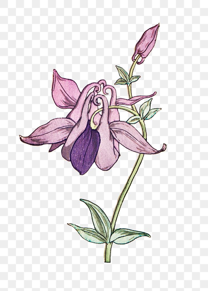 Vintage columbine flower transparent png | Premium PNG Sticker - rawpixel
