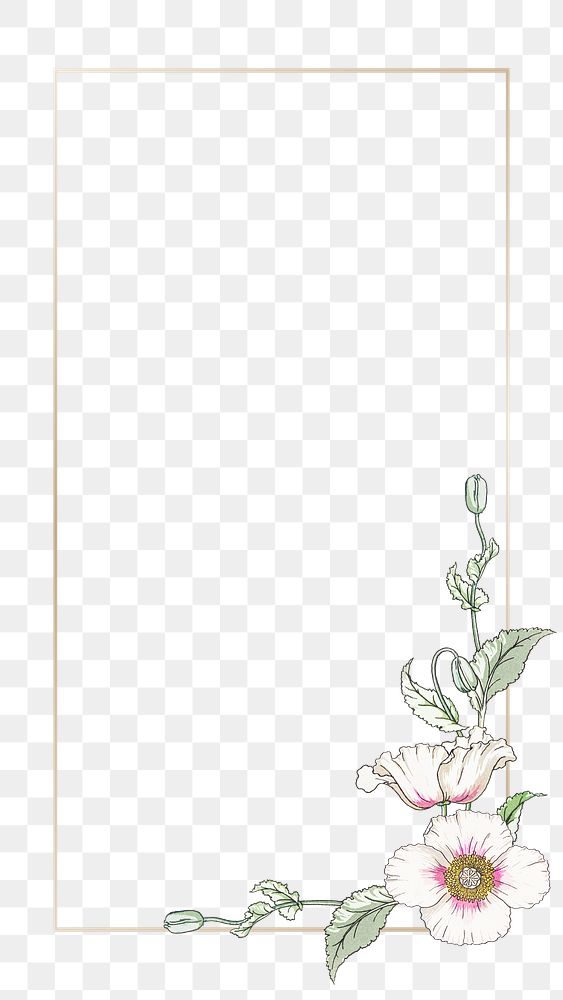 Vintage white poppy flower frame transparent… | Free stock illustration | High Resolution graphic Vintage white poppy flower frame transparent png design element