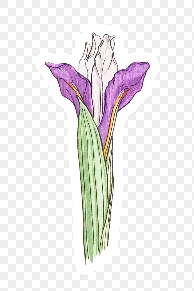 Vintage iris flower sticker with white border