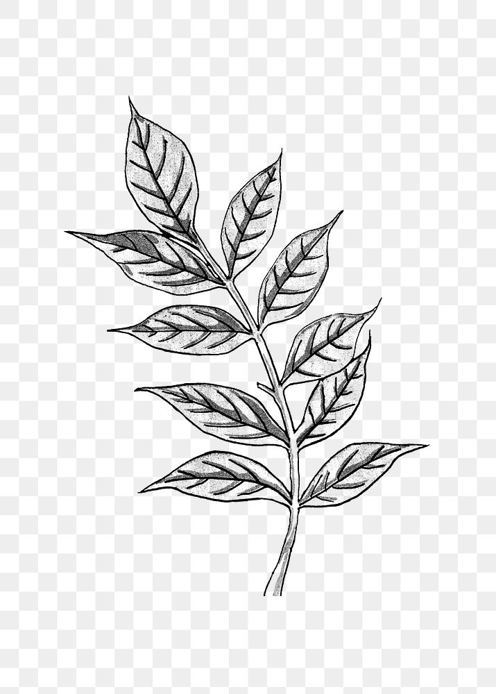 Black and white wisteria leaf set transparent png design element