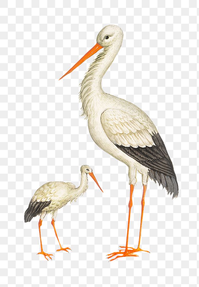 Two vintage storks illustration