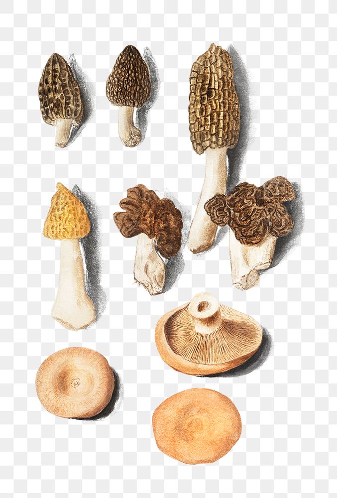 Vintage mushroom variety illustration
