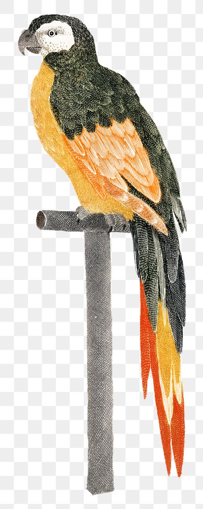 Parrot with wooden stand png sticker hand drawn illustration
