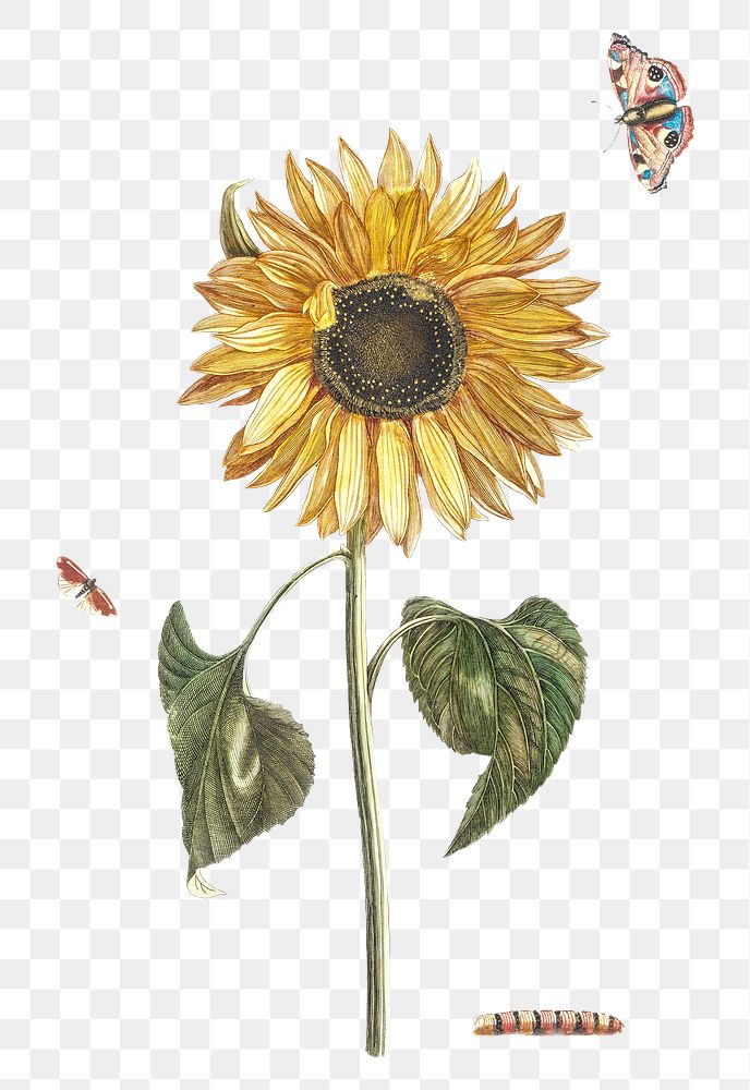 Sunflower png sticker vintage botanical hand drawn illustration