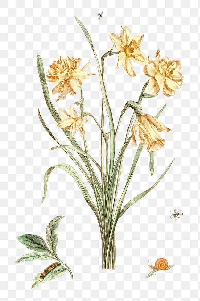 Daffodils flower png sticker vintage botanical