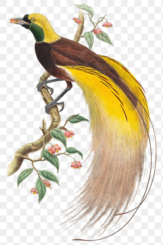 Bird of Paradise png animal art print, remixed from artworks by John Gould and William Matthew Hart