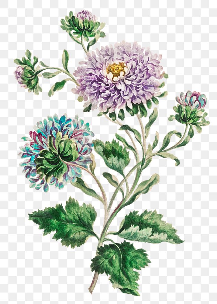 China Aster png floral design element, remixed from artworks by John Edwards