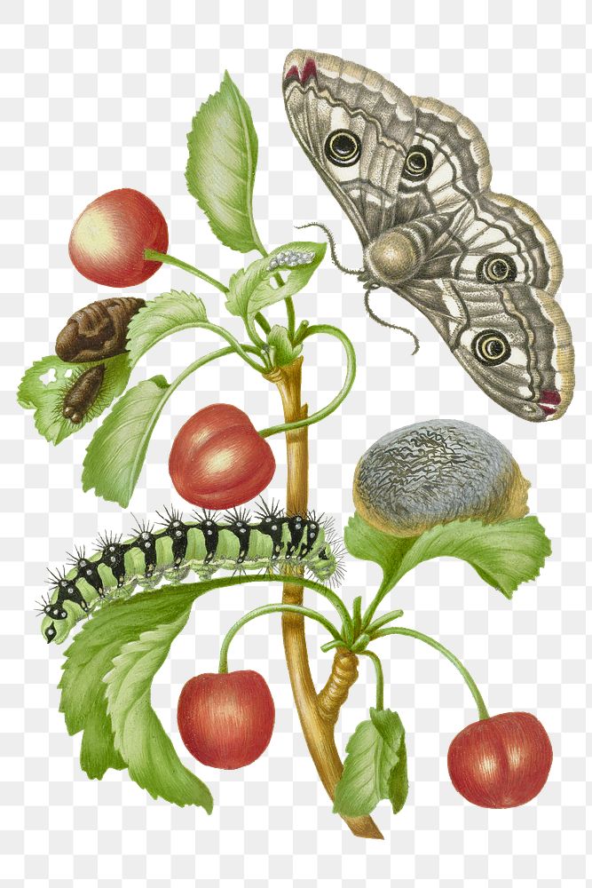Peacock butterfly life cycle vintage illustration transparent png