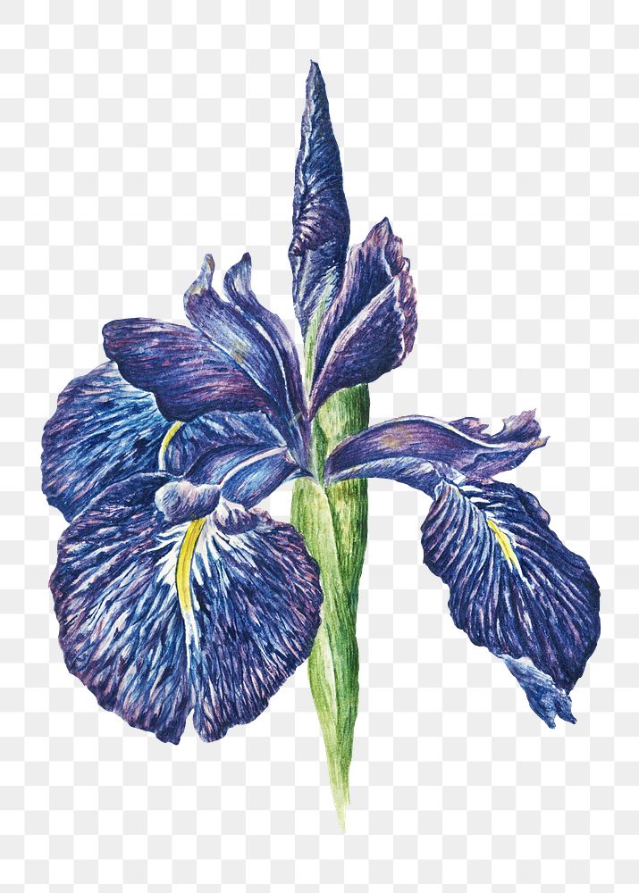 Blooming iris flower desing element