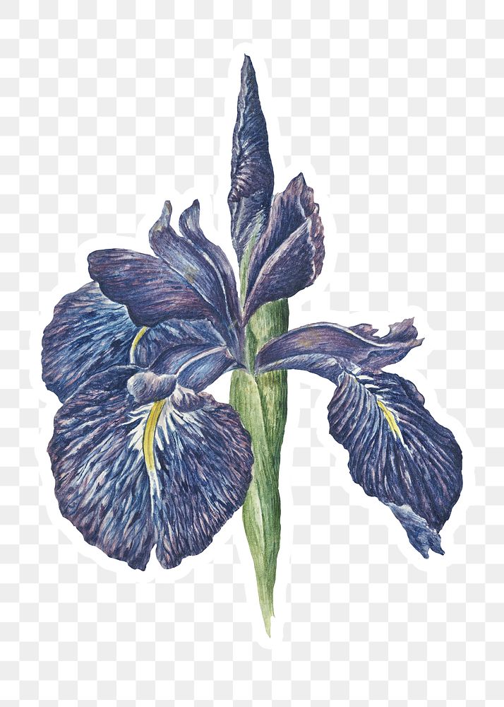 Iris flower sticker with white border design element