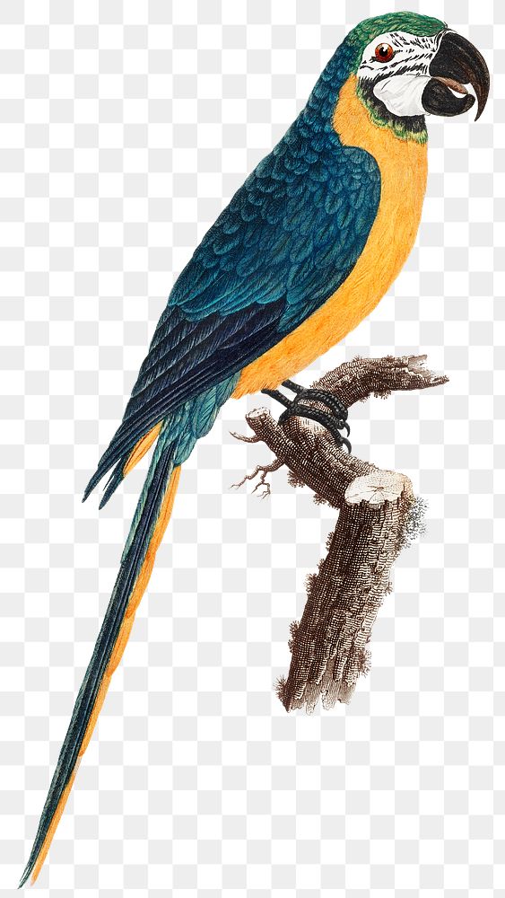 Blue Yellow Macaw png bird illustration