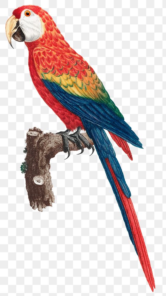 Vintage scarlet macaw bird png illustration