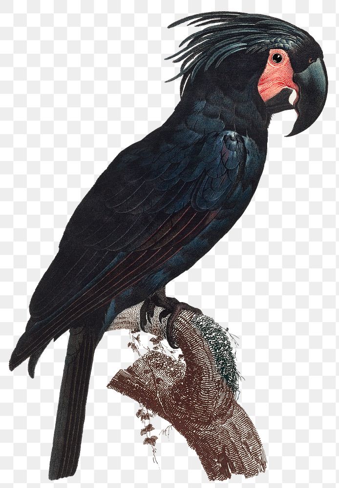 Goliath cockatoo on branch png illustration
