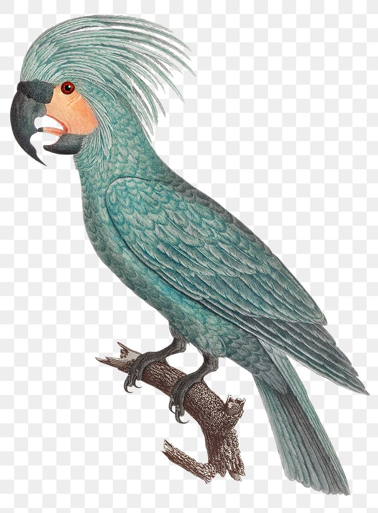 Palm Cockatoos bird illustration Png