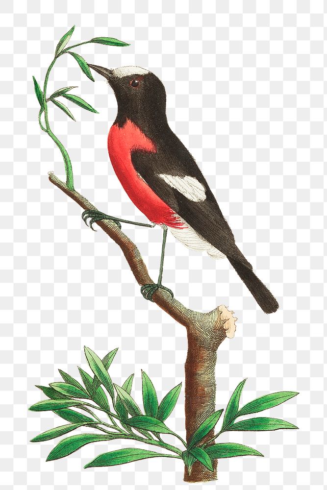 Png bird sticker illustration red bellied flycatcher
