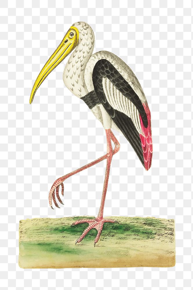 Png animal sticker gangetic ibis bird illustration 