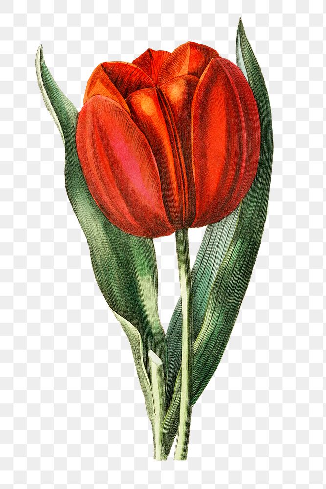 Vintage Gesner's tulip transparent png