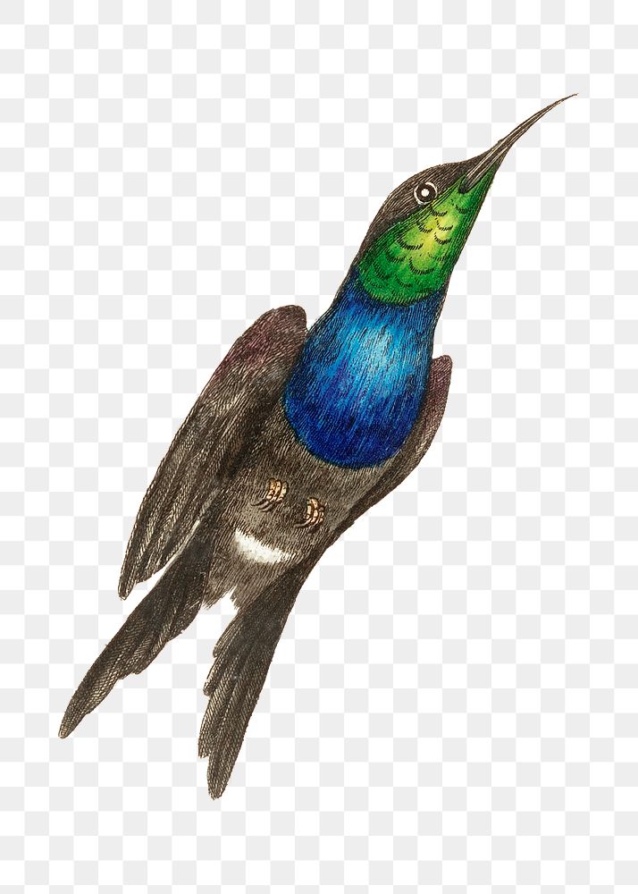 Png animal sticker furcated hummingbird illustration