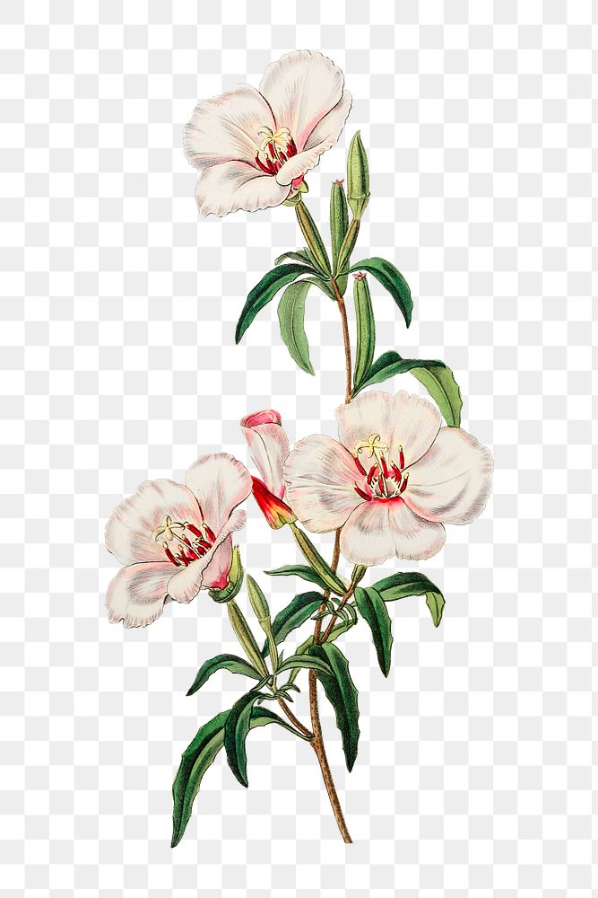 Summer Flower White Godetia Png 