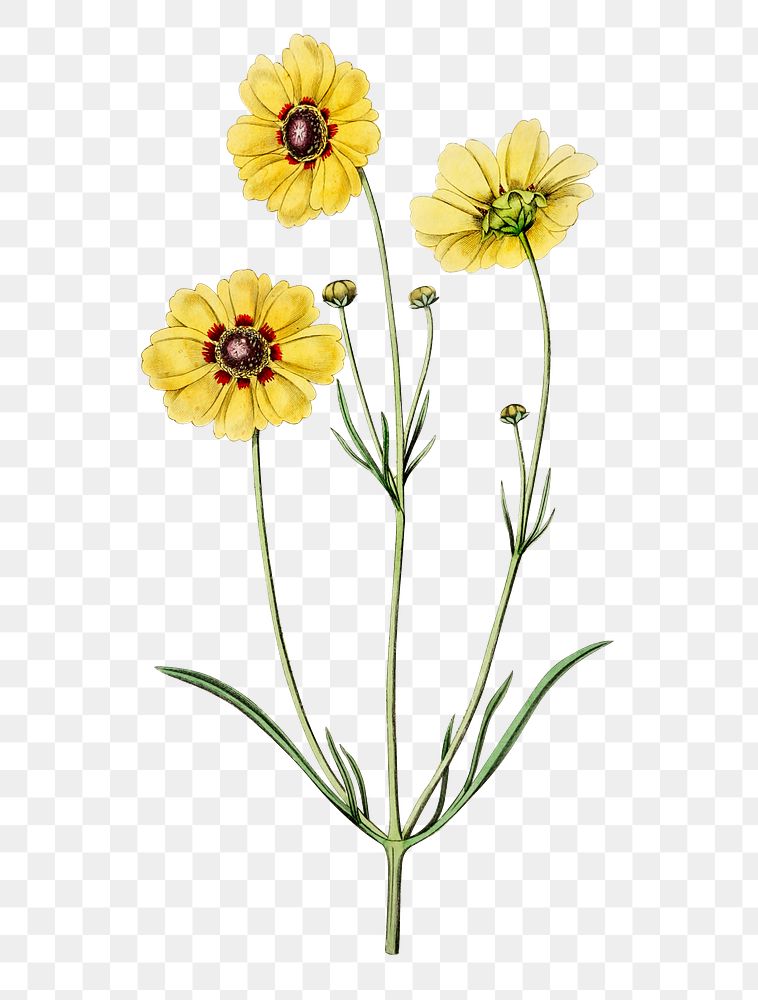 Yellow coreopsis flower blossom png | Premium PNG Sticker - rawpixel