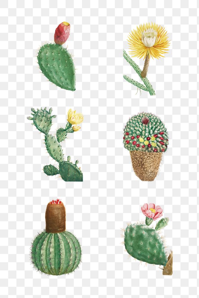 Set of succulents and cacti transparent png