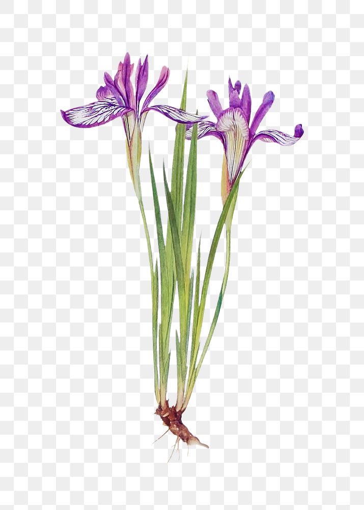 Vintage Iris flower illustration transparent png