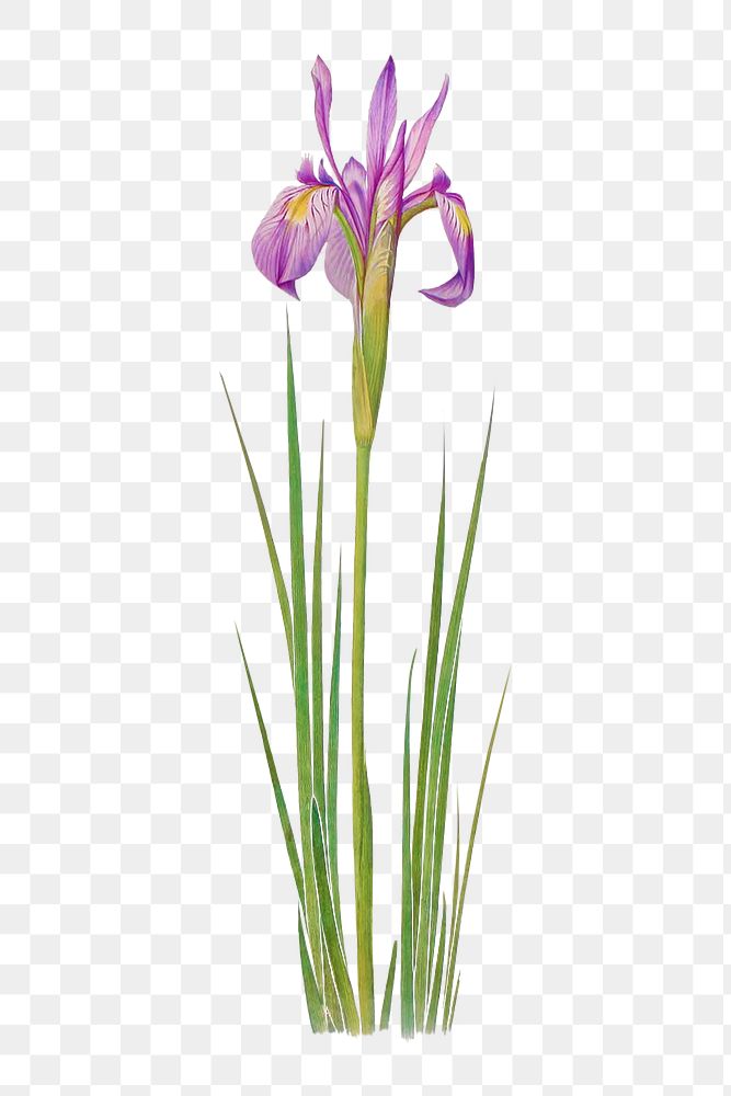 Vintage Iris flower illustration transparent png