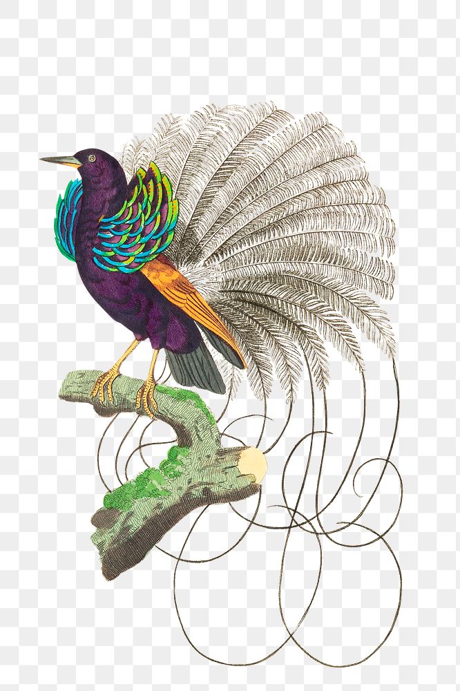 Png sticker bird vaillantian paradise clipart