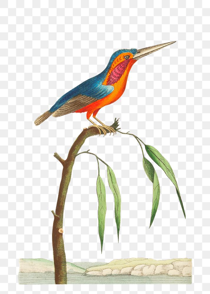 Png sticker minute kingfisher bird illustration 