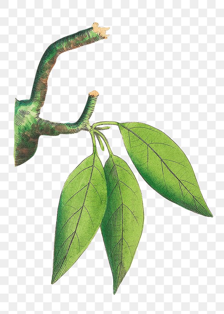 Png green leaf branch clipart