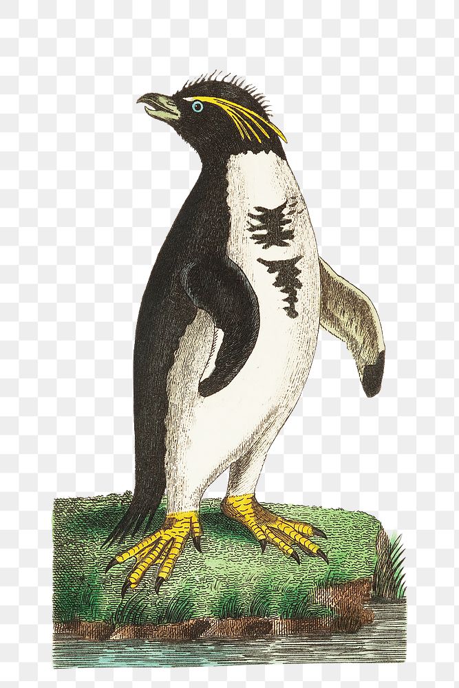 Png sticker crested penguin bird illustration