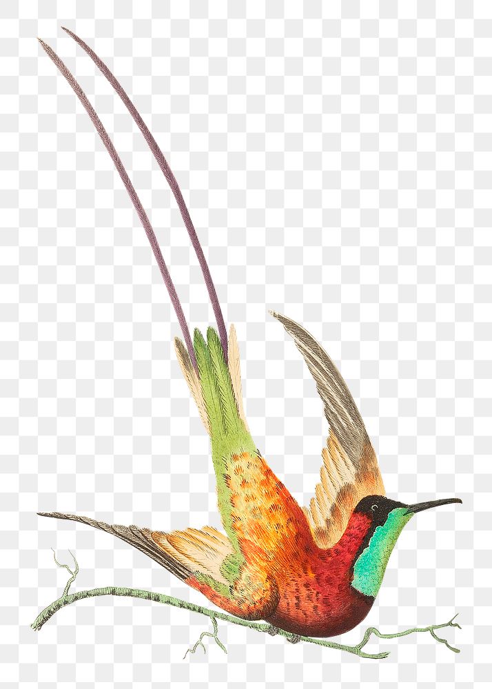 Png sticker topaz throated hummingbird vintage clipart
