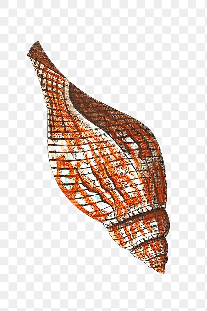 Png tulip murex shell illustration