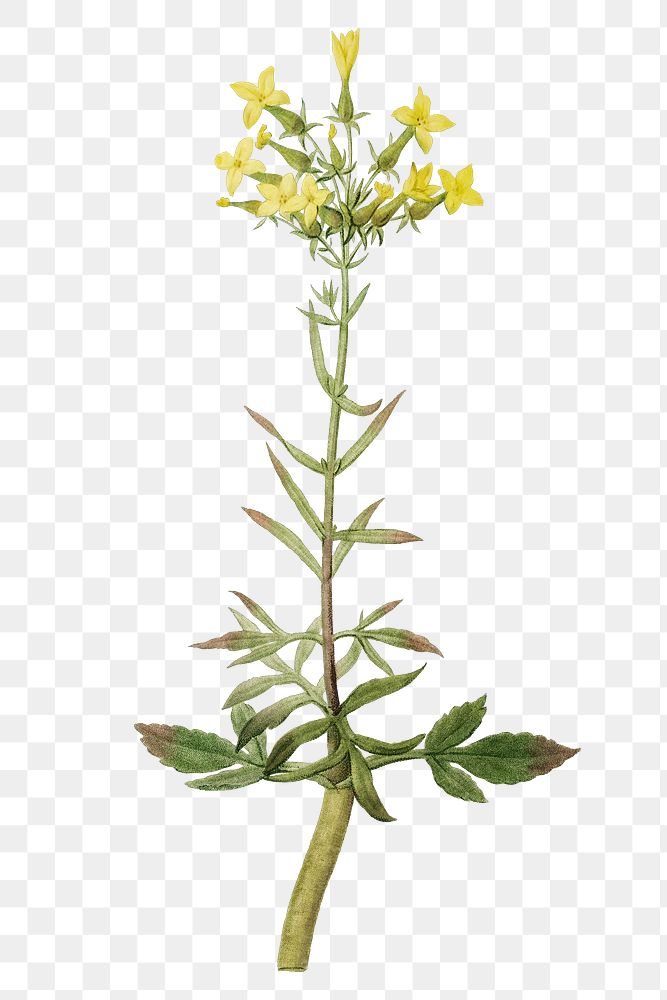 Hand drawn Kalanchoe Laciniata (Christmas | Premium PNG Sticker - rawpixel