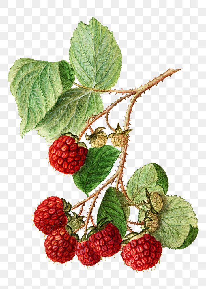 Vintage branch of red raspberry transparent png. Digitally enhanced illustration from U.S. Department of Agriculture…