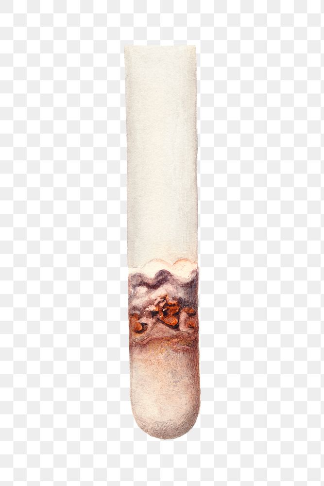 Vintage lime in test tube transparent png. Digitally enhanced illustration from U.S. Department of Agriculture Pomological…