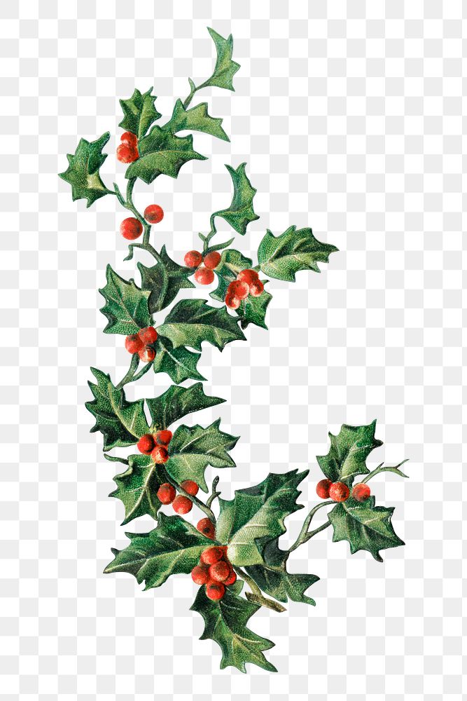 Festive holly leaves transparent png