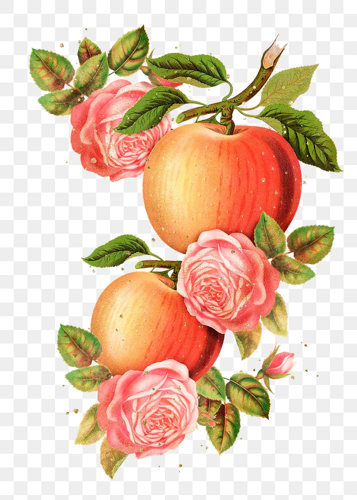 Apple blossom png sticker, vintage flower illustration, transparent background